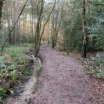 Photo of a flat path beside a woodland stream.