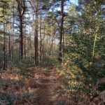 Photo of a steeply climbing path, in woodland.