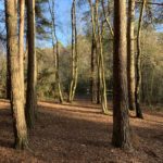 Photo of sunlit tree trunk in a woodland setting.