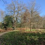 Photo of a rough path, a bench and scattered trees, on a bright winter day.