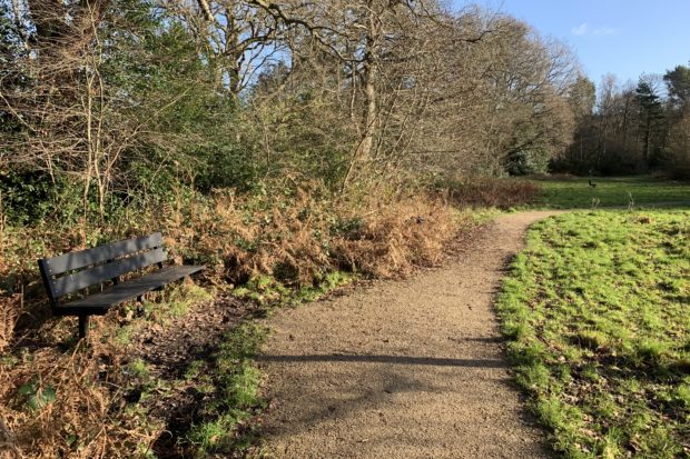 Photo of a rough path, a bench and woodland edge, on a bright winter day.