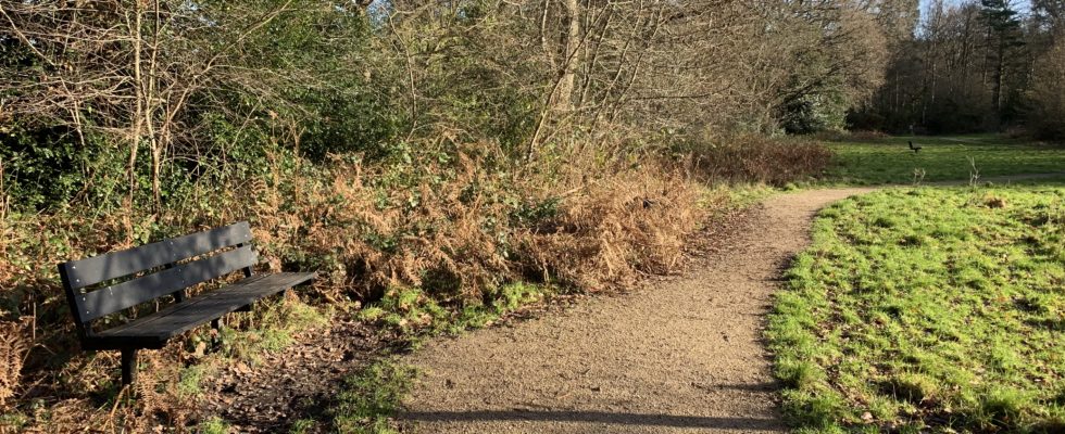 Photo of a rough path, a bench and woodland edge, on a bright winter day.