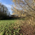 Photo of hazel catkins in winter sunshine.