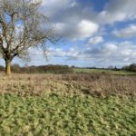 Photo of a bare tree, set in a meadow. Nice view across into the neighbouring farmland.