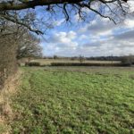 Photo taken along a hedgerow, looking out towards the meadows.