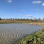 Photo of a slightly muddy looking pond in the winter sunshine.