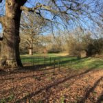 Photo of a mature oak tree. Protected by black metal railings. Looking beautiful in the low winter sun.