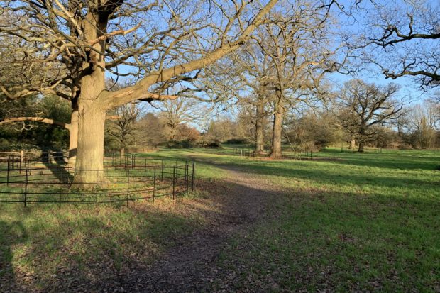 Photo of a selection of mature oak trees. Protected by black metal railings. Looking beautiful in the low winter sun.