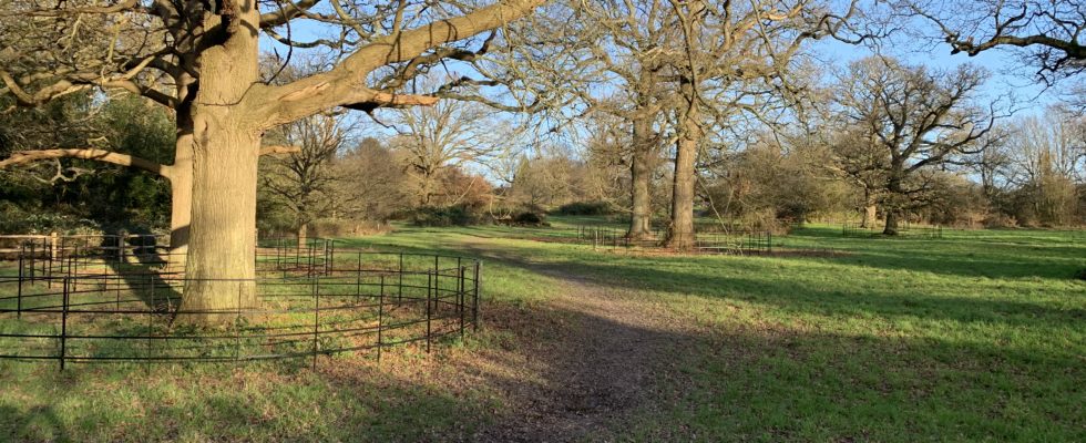 Photo of a selection of mature oak trees. Protected by black metal railings. Looking beautiful in the low winter sun.