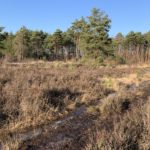 Photo of a small path that runs through an expanse of heather.