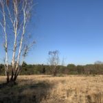 Photo of an expanse of rough grassland, with birch trees displaying the dark scars of previous fires.