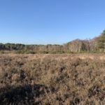 Photo of a wide expanse of heather.