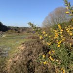 Photo of a gorse bush with bright yellow flowers, and people walking dogs in the background.