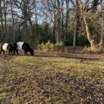 Photo of two black and white cows grazing.