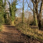 Photo of a woodland path in warm winter sunshine.