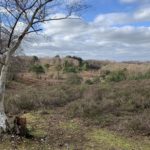 Photo of a heathland landscape, with an undulating expanse of heather and scattered pine trees.