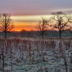 Photo of oak trees silhouetted against a winter sunset