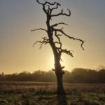Photo of the a skeleton of a long-dead tree silhouetted against the sunset