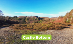 Scenic photo of a Castle Bottom, showing an undulating landscape and scattered birch and pine trees.