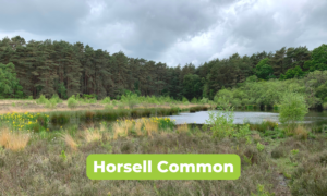 Scenic photo of a pond at Horsell Common, surround by heather and pine trees. The pond is looking especially lovely because the yellow flag iris are in flower.