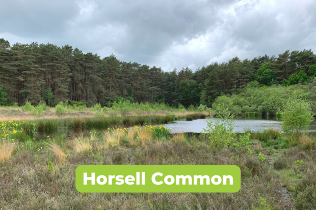 Scenic photo of a pond at Horsell Common, surround by heather and pine trees. The pond is looking especially lovely because the yellow flag iris are in flower.