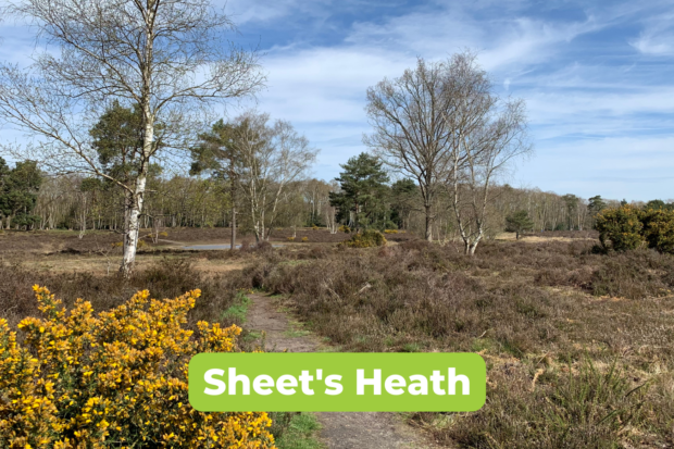 Photo of the lovely view across Sheet's Heath in early spring, looking towards a popular pond and expanse of heathland.
