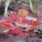 Photo of a small sticky plant. It has bright red sticky tendrils.