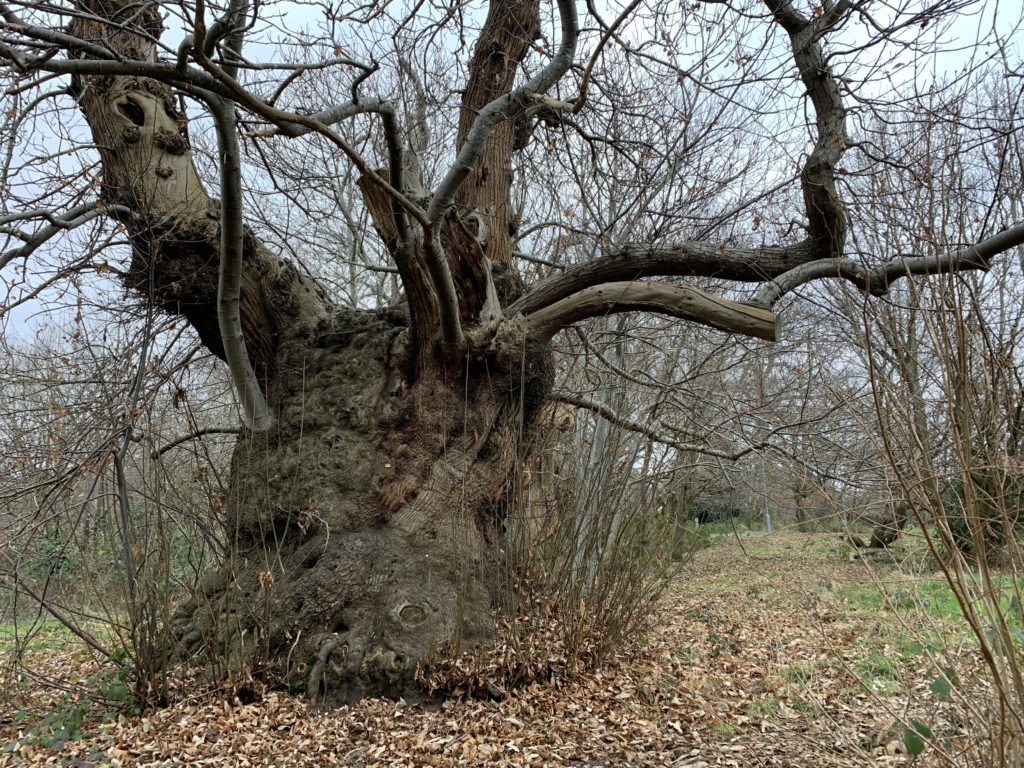 Photo of a huge, wide-trunked, gnarled Sweet Chestnut tree.