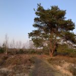 Photo of heathland taken in warm evening light. A mature pine tree stands above a sea of heather.