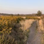 Photo of heathland taken in warm evening light. A paths winds its way through flowering gorse.