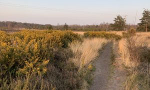 Photo of heathland taken in warm evening light. A paths winds its way through flowering gorse.