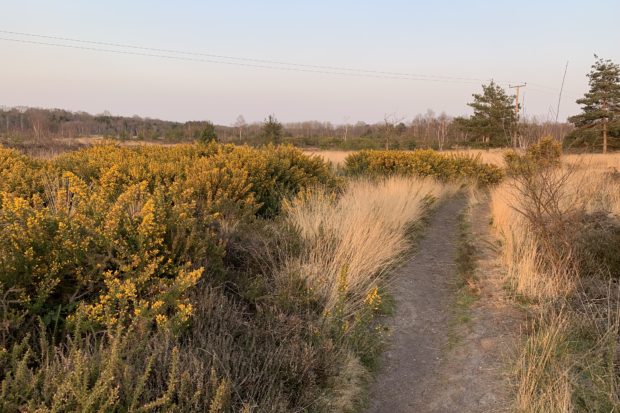 Photo of heathland taken in warm evening light. A paths winds its way through flowering gorse.