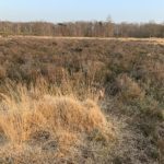 Photo of heathland taken in warm evening light. A tussock of dry grass amid a sea of heather.