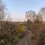Photo of heathland taken in warm evening light. A small path runs through heather and scattered birch trees. A gorse bush is flowering bright yellow.