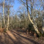 Photo of a woodland path, with Silver Birch trees catching the sunshine.