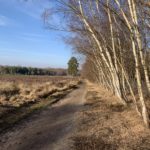 Photo of an open, sea of heather, a wide path with a line of birch trees running along one side.