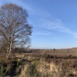 Photo of an open, sea of heather, with scattered birch trees.