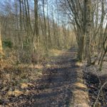 Photo of a straight path, rather muddy, through woodland.