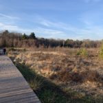 Photo of a boardwalk running across an area of open heath. A dog walker in the distance.