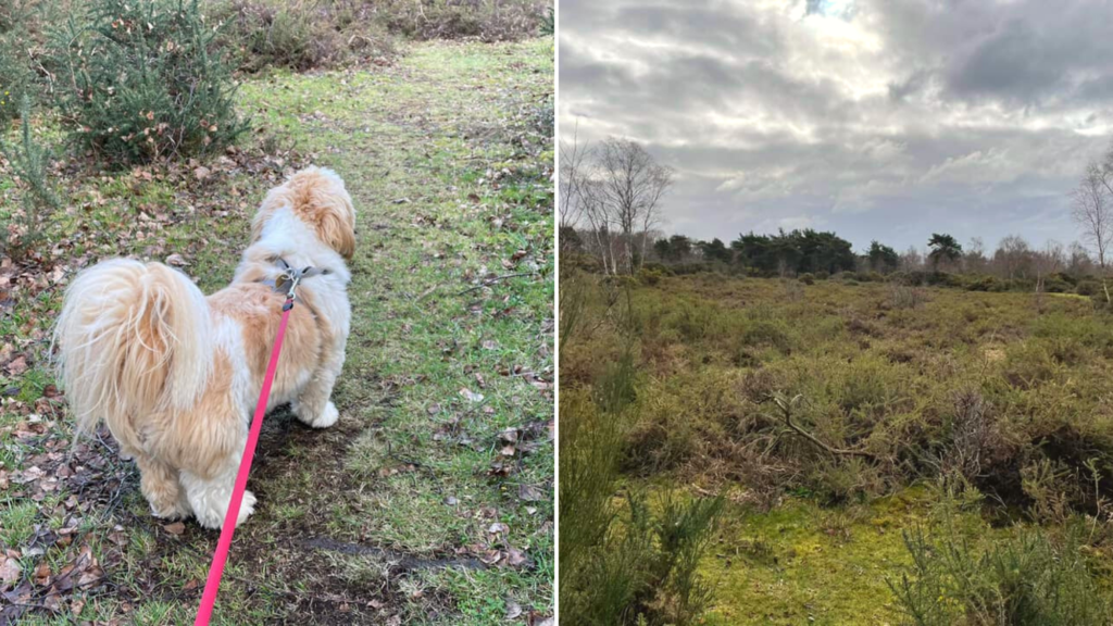 Two photos, one showing a small dog beside a narrow path and a second showing a nice area of open heather, with only a few scattered trees.