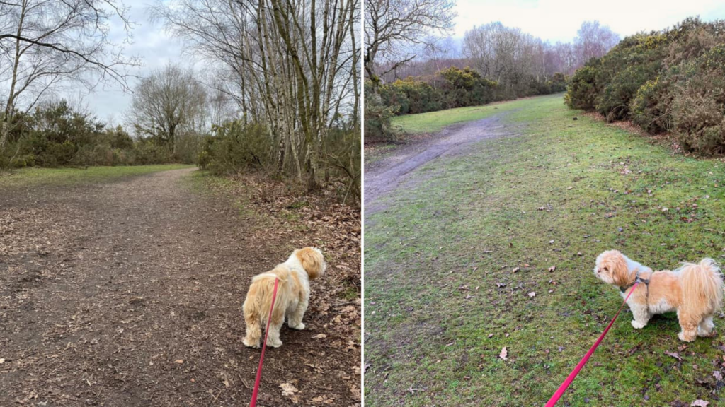 Two photos showing a small dog beside a nice wide footpath.
