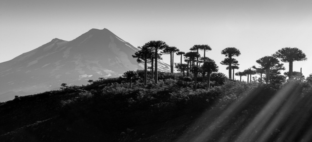 Attractive black & white photo of Monkey Puzzle trees in a mountain landscape