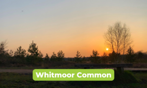 Scenic photo of Whitmoor Common at sunset.