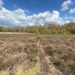 Spring time photo of heather, with a small narrow paths going through it.