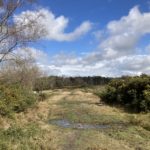 Photo of a wide path with gorse bushes either side.