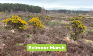 Scenic photo of bright yellow gorse bushes brightening the Eelmoor Marsh landscape on a dull winter day.