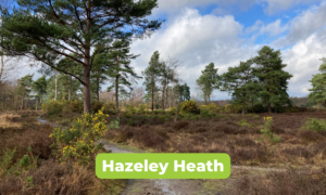 Scenic photo of Hazeley Heath in winter sunshine.