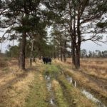 Photo of the team walking down an avenue of pine trees. Wet ground in the foreground.