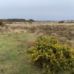 Photo of open grassland, a bright yellow gorse bush in the foreground and Farnborough Airport in the background.