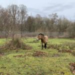 Photo of a stocky pony, with tan coloured coat and black spikey mane.